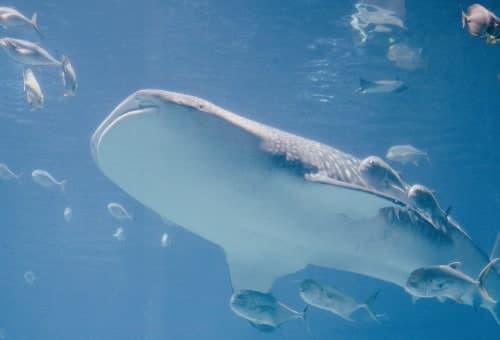 Things to do in Atlanta