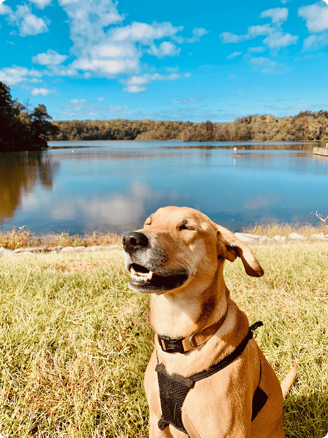 Beau