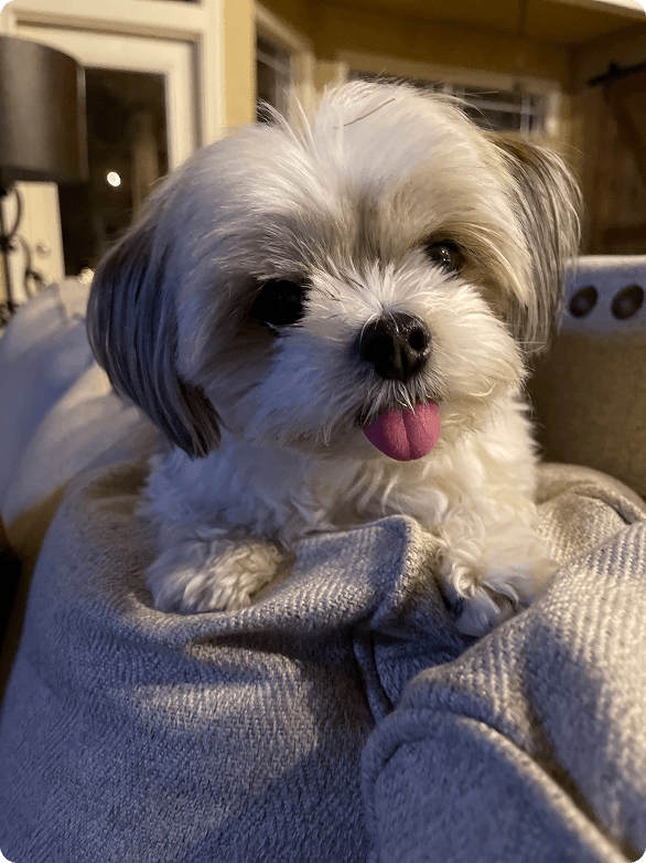 Daisy
