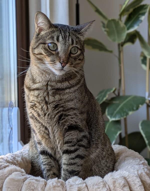 Neko