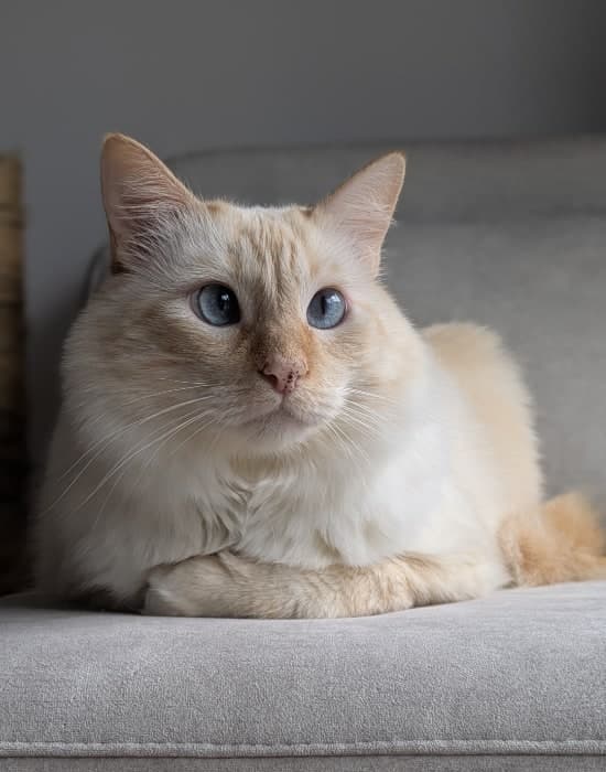 Tofu
